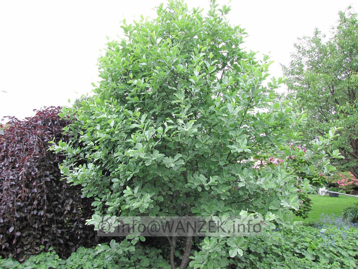 Sorbus aria Gigantea 03.JPG